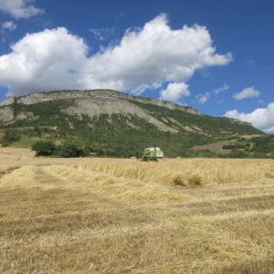 Coordonnées-du-syndicat-Petit-Epeautre-de-Haute-Provence-image-2