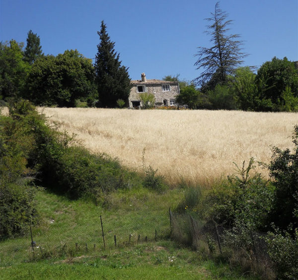 Histoire-et-terroir-Petit-Epeautre-de-Haute-Provence-6