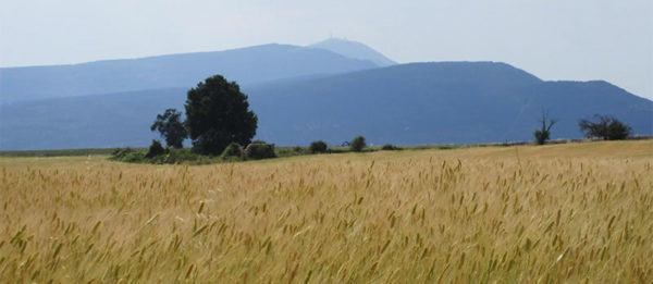 Histoire-et-terroir-Petit-Epeautre-de-Haute-Provence-7