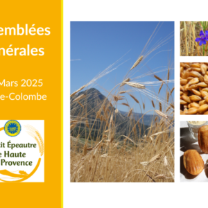 AG Syndicat du petit épeautre de Haute Provence IGP 2025
