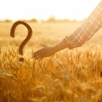 champ de petit epeautre non hybridé pour faire de la farine de petit epeautre non hybridé.