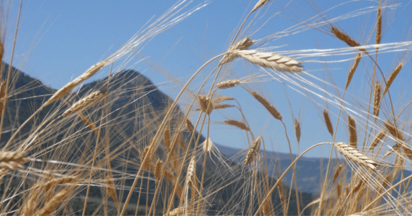 épis de petit épeautre non hybridé dans un champs de Haute Provence